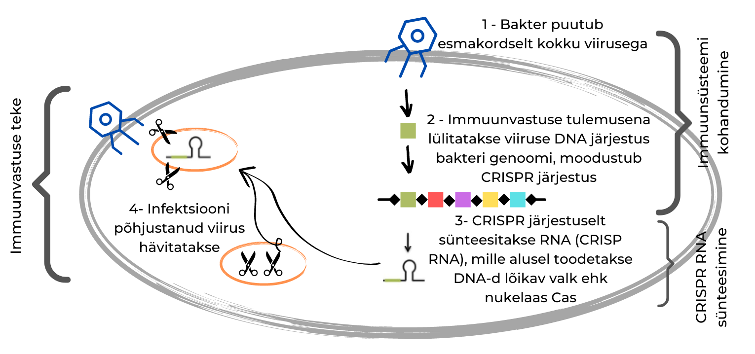 CRISPR joonis